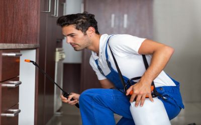 Home and Hive Pest Control